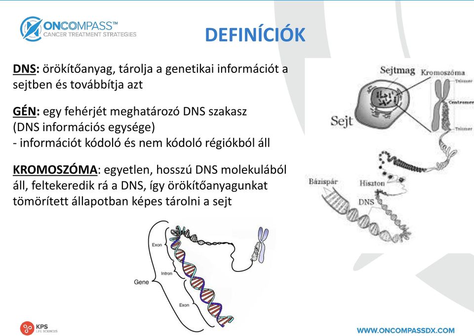 kódoló és nem kódoló régiókból áll KROMOSZÓMA: egyetlen, hosszú DNS molekulából áll,