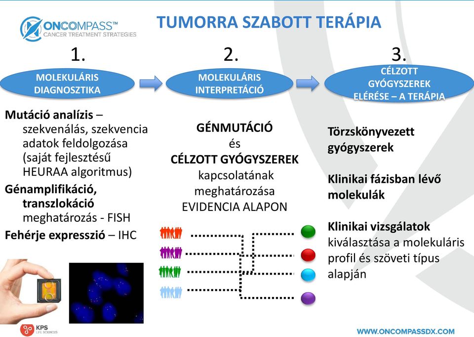 MOLEKULÁRIS INTERPRETÁCIÓ GÉNMUTÁCIÓ és CÉLZOTT GYÓGYSZEREK kapcsolatának meghatározása EVIDENCIA ALAPON 3.