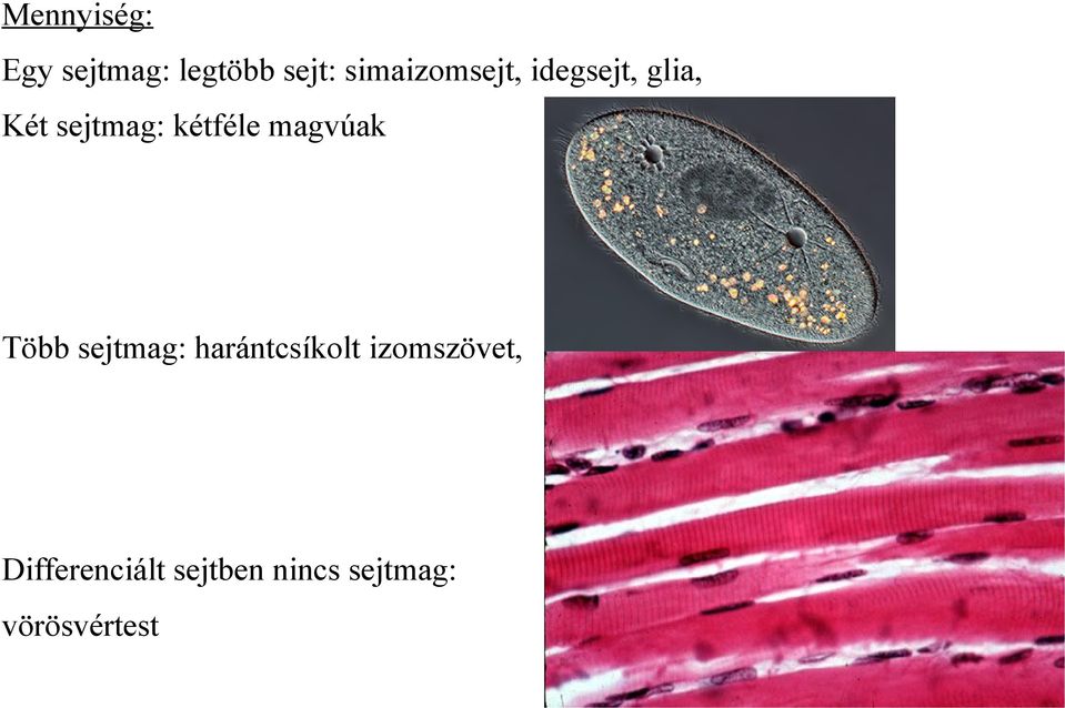 kétféle magvúak Több sejtmag: harántcsíkolt