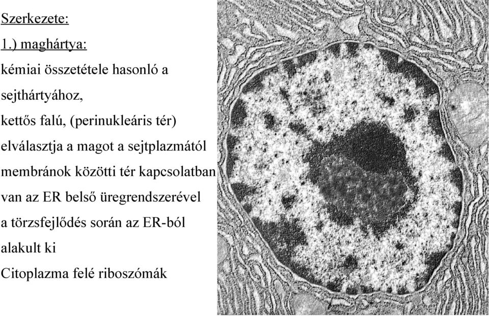 (perinukleáris tér) elválasztja a magot a sejtplazmától membránok