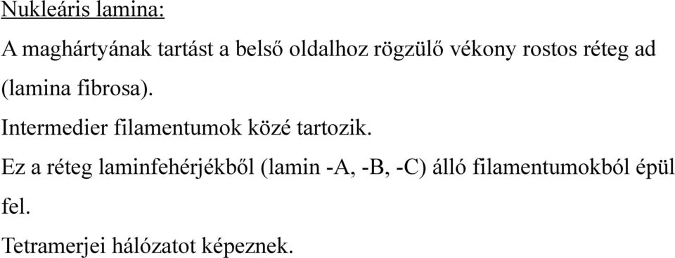 Intermedier filamentumok közé tartozik.