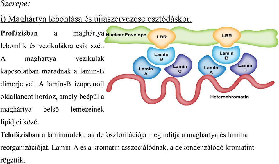 A maghártya vezikulák kapcsolatban maradnak a lamin-b dimerjeivel.