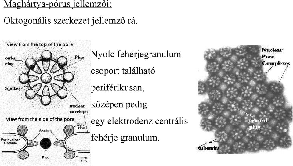 Nyolc fehérjegranulum csoport található