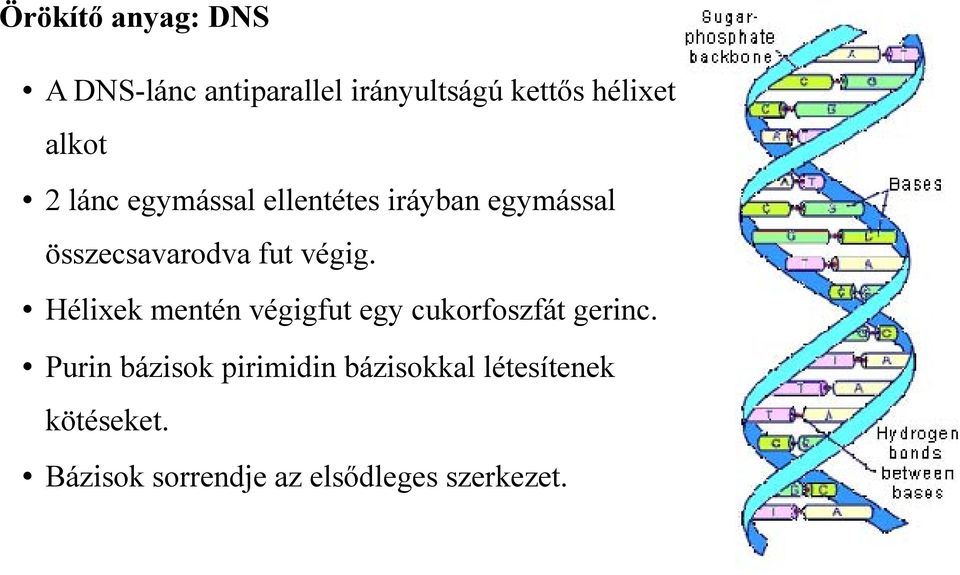 végig. Hélixek mentén végigfut egy cukorfoszfát gerinc.