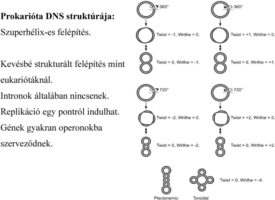 Kevésbé strukturált felépítés mint eukariótáknál.