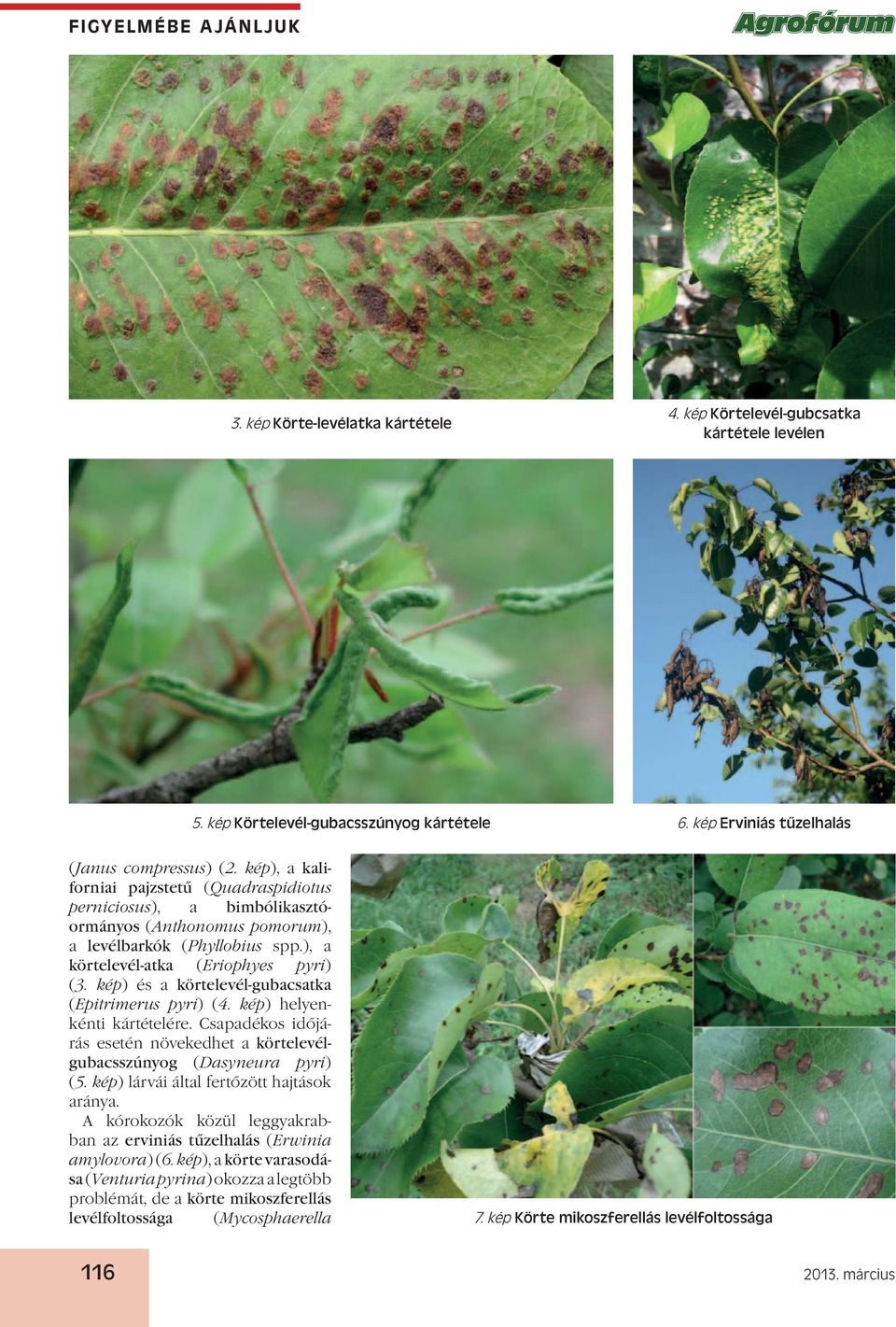 kép) és a körtelevél-gubacsatka (Epitrimerus pyri) (4. kép) helyenkénti kártételére. Csapadékos időjárás esetén növekedhet a körtelevélgubacsszúnyog (Dasyneura pyri) (5.