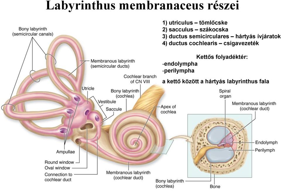 ívjáratok 4) ductus cochlearis csigavezeték Kettős