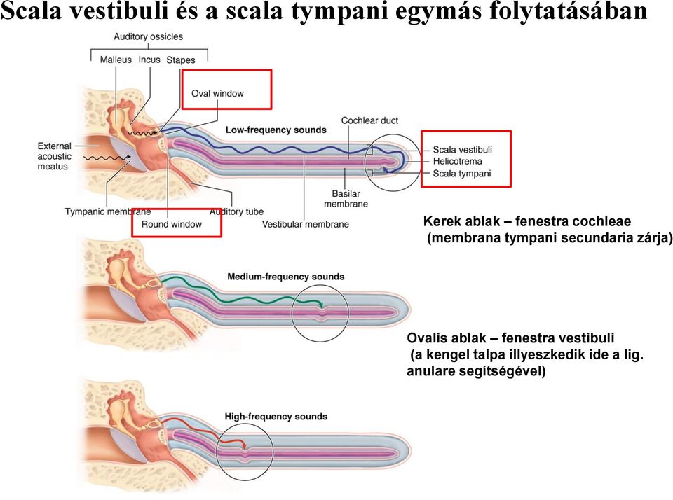 tympani secundaria zárja) Ovalis ablak fenestra