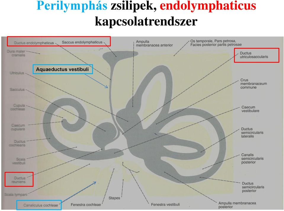 endolymphaticus