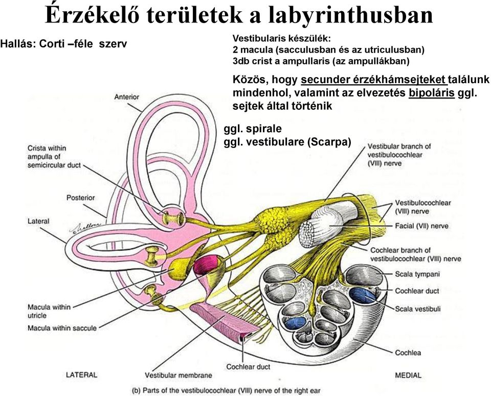 ampullákban) Közös, hogy secunder érzékhámsejteket találunk mindenhol, valamint