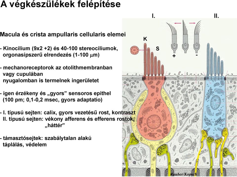 - mechanoreceptorok az otolithmembranban vagy cupulában nyugalomban is termelnek ingerületet - igen érzékeny és gyors sensoros