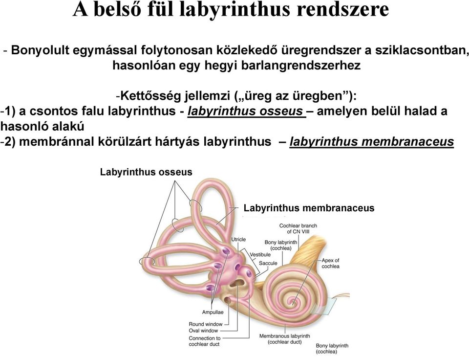 -1) a csontos falu labyrinthus - labyrinthus osseus amelyen belül halad a hasonló alakú -2)