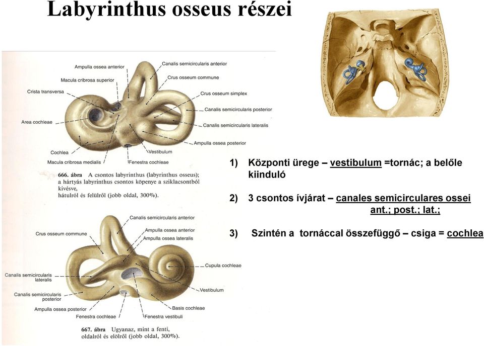 csontos ívjárat canales semicirculares ossei ant.