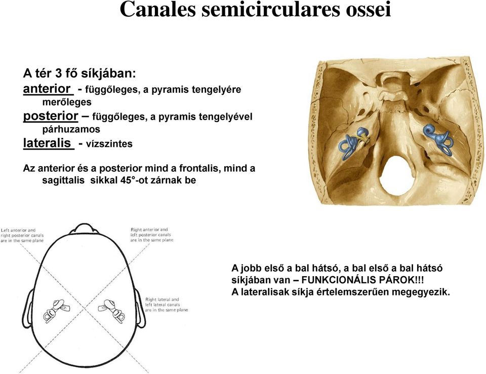 és a posterior mind a frontalis, mind a sagittalis sikkal 45 -ot zárnak be A jobb első a bal hátsó,