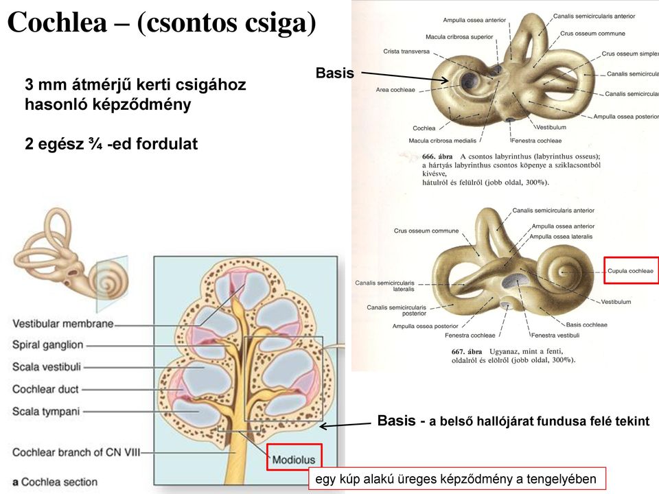 fordulat Basis Basis - a belső hallójárat