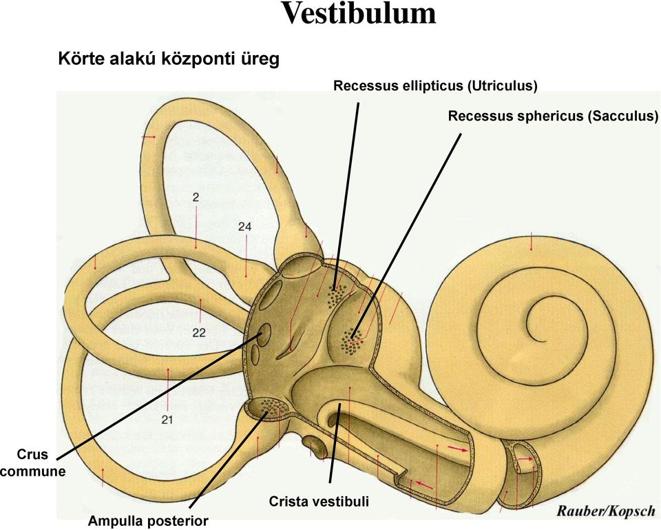 Recessus sphericus (Sacculus) Crus