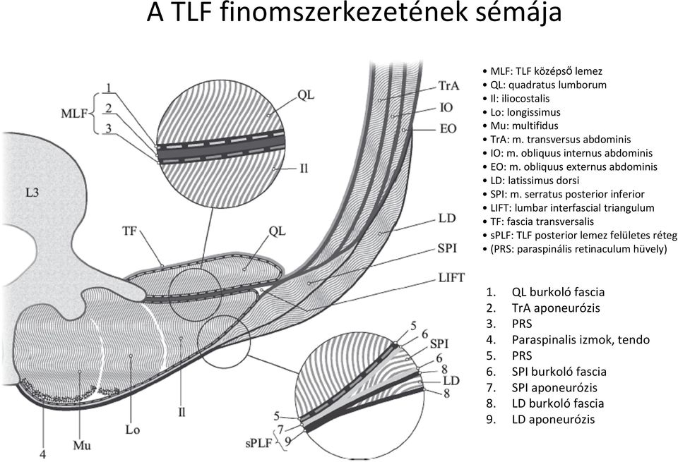serratus posterior inferior LIFT: lumbar interfascial triangulum TF: fascia transversalis splf: TLF posterior lemez felületes réteg (PRS: