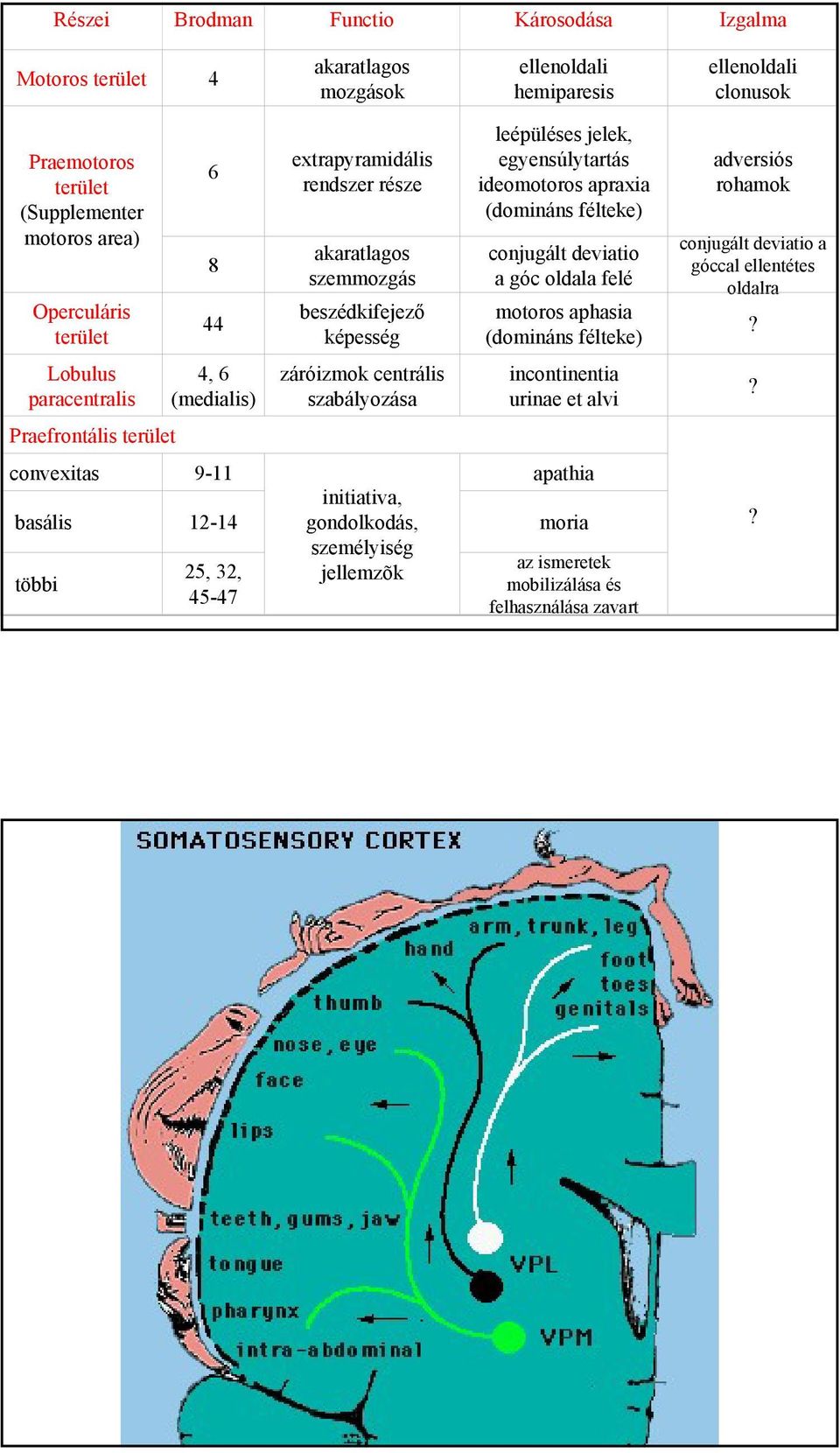 jelek, egyensúlytartás ideomotoros apraxia (domináns félteke) conjugált deviatio a góc oldala felé motoros aphasia (domináns félteke) incontinentia urinae et alvi convexitas 9-11 apathia