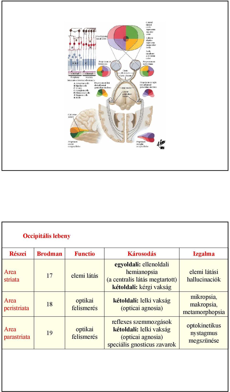 kérgi vakság kétoldali: lelki vakság (opticai agnosia) reflexes szemmozgások kétoldali: lelki vakság (opticai agnosia)