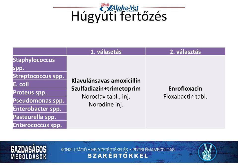 Enterococcus spp. 1. választás 2.