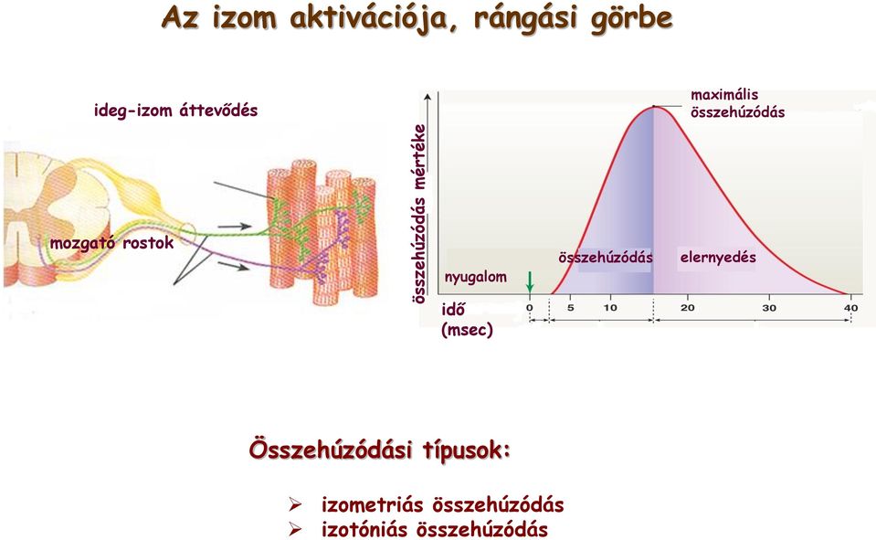 rostok nyugalom összehúzódás elernyedés idő (msec)