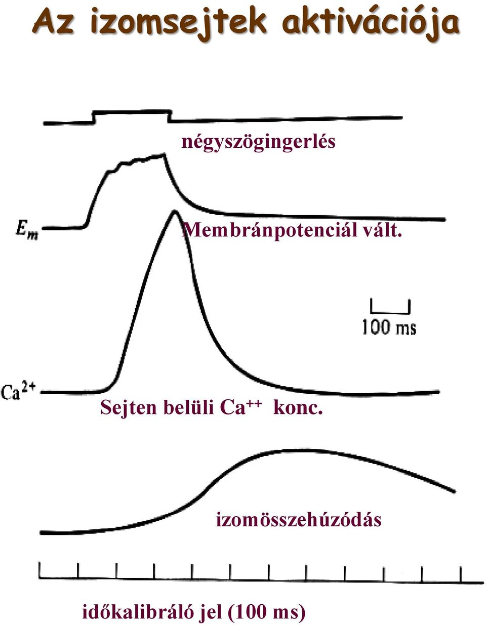 vált. Sejten belüli Ca ++ konc.