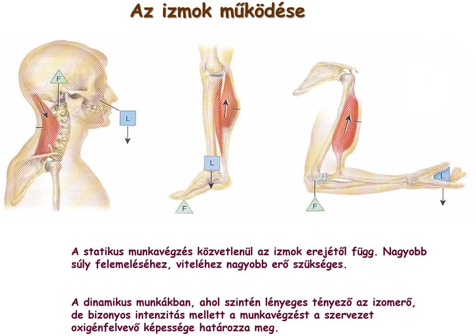 A dinamikus munkákban, ahol szintén lényeges tényező az izomerő, de