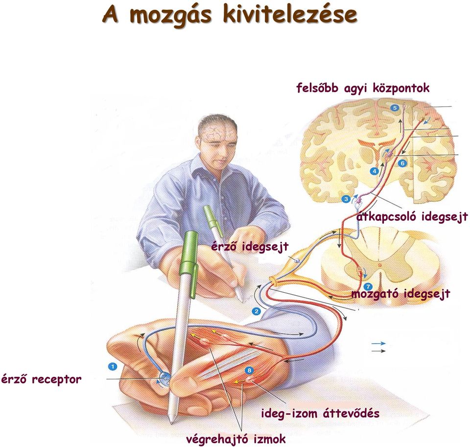 idegsejt mozgató idegsejt érző