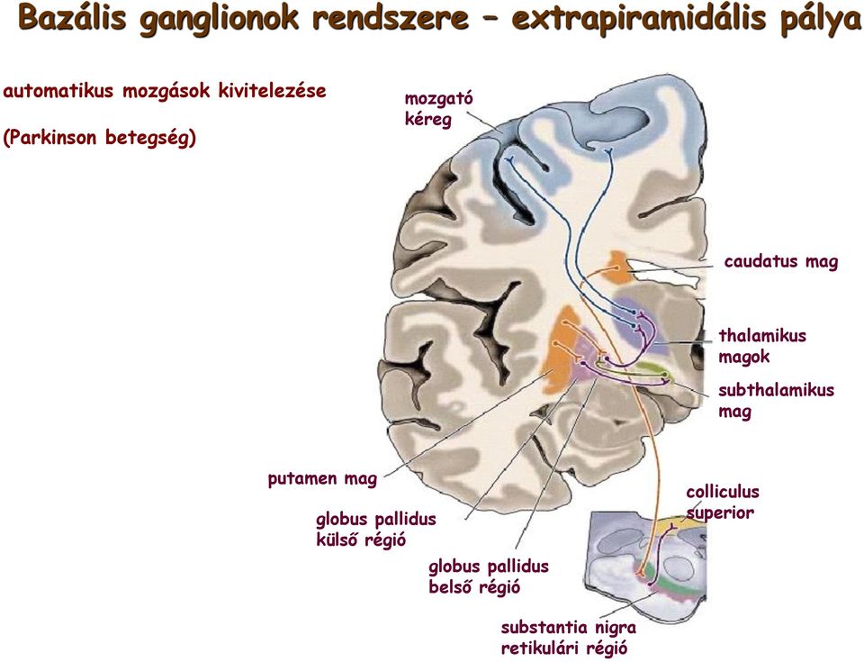 magok subthalamikus mag putamen mag globus pallidus külső régió globus