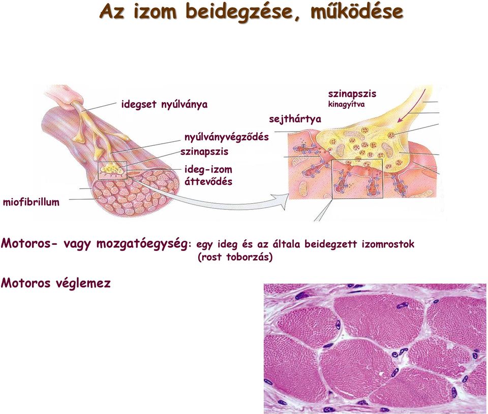 szinapszis kinagyítva miofibrillum Motoros- vagy