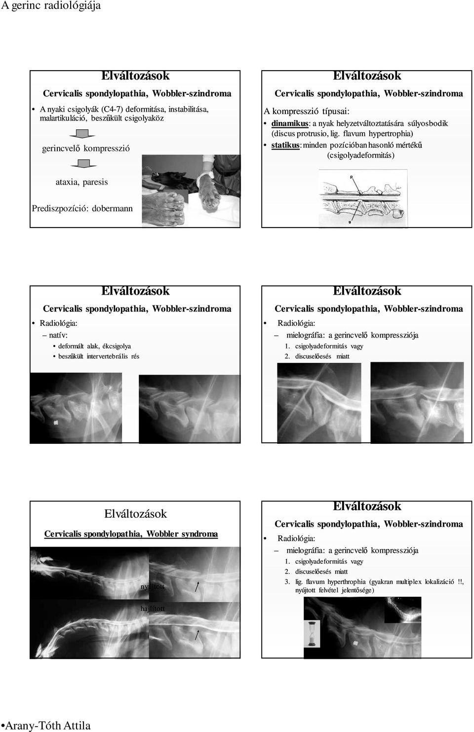 flavum hypertrophia) statikus: minden pozícióban hasonló mértékő (csigolyadeformitás) ataxia, paresis Prediszpozíció: dobermann Cervicalis spondylopathia, Wobbler-szindroma Radiológia: natív: