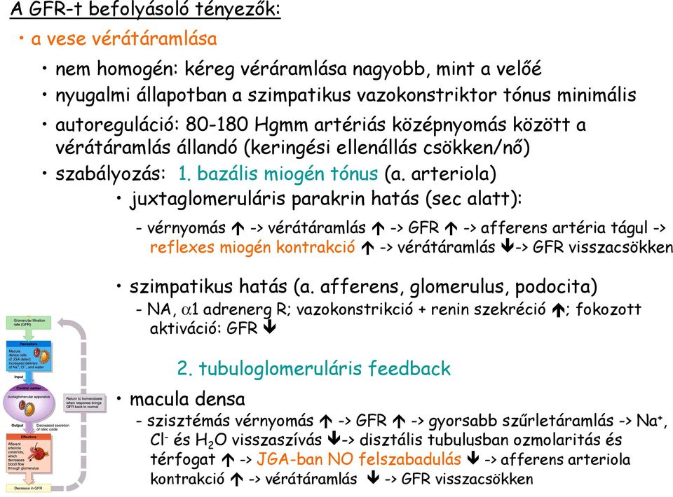 arteriola) juxtaglomeruláris parakrin hatás (sec alatt): - vérnyomás -> vérátáramlás -> GFR -> afferens artéria tágul -> reflexes miogén kontrakció -> vérátáramlás -> GFR visszacsökken szimpatikus