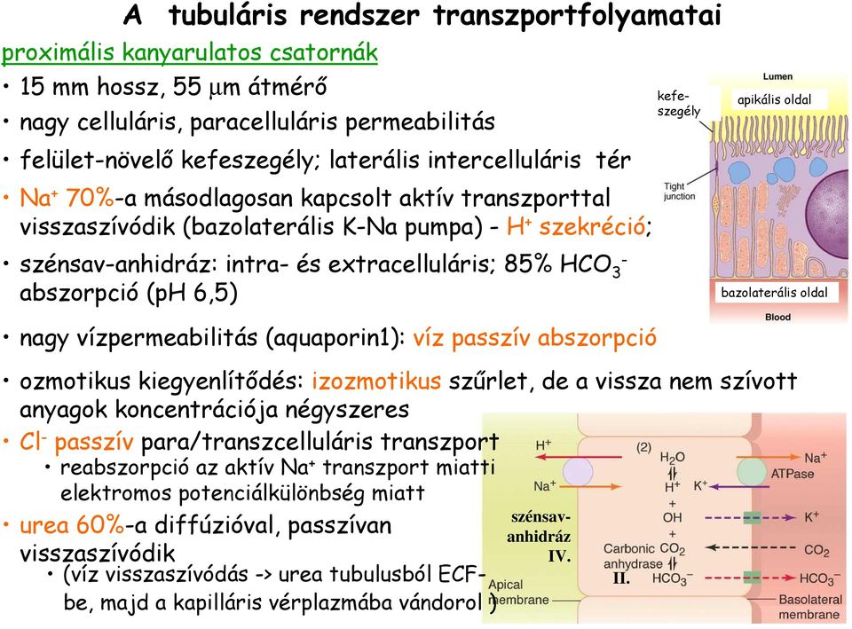 (ph 6,5) nagy vízpermeabilitás (aquaporin1): víz passzív abszorpció ozmotikus kiegyenlítıdés: izozmotikus szőrlet, de a vissza nem szívott anyagok koncentrációja négyszeres Cl - passzív