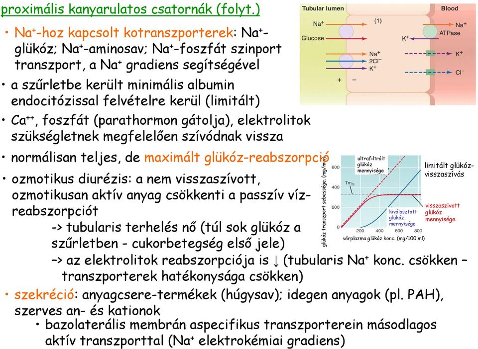 kerül (limitált) Ca ++, foszfát (parathormon gátolja), elektrolitok szükségletnek megfelelıen szívódnak vissza normálisan teljes, de maximált glükóz-reabszorpció ozmotikus diurézis: a nem