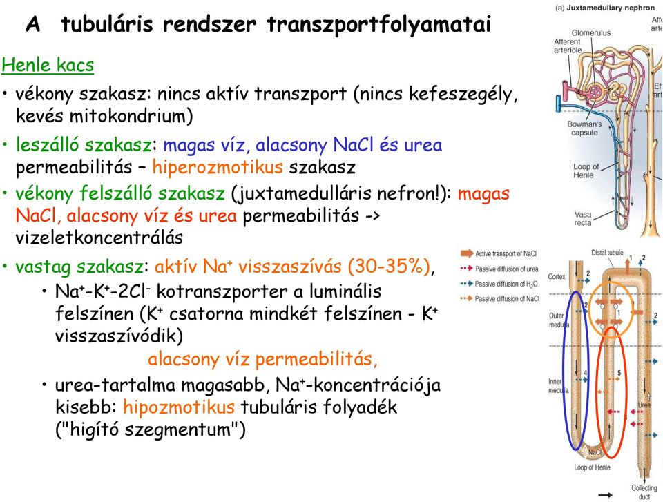 ): magas NaCl, alacsony víz és urea permeabilitás -> vizeletkoncentrálás vastag szakasz: aktív Na + visszaszívás (30-35%), Na + -K + -2Cl - kotranszporter a