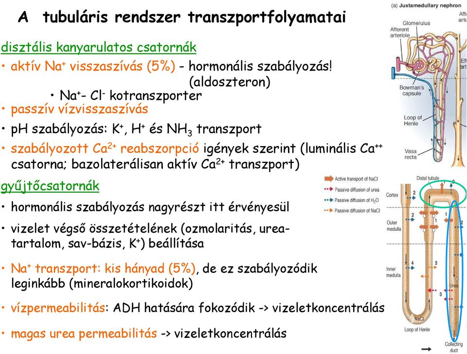 csatorna; bazolaterálisan aktív Ca 2+ transzport) győjtıcsatornák hormonális szabályozás nagyrészt itt érvényesül vizelet végsı összetételének (ozmolaritás, ureatartalom,