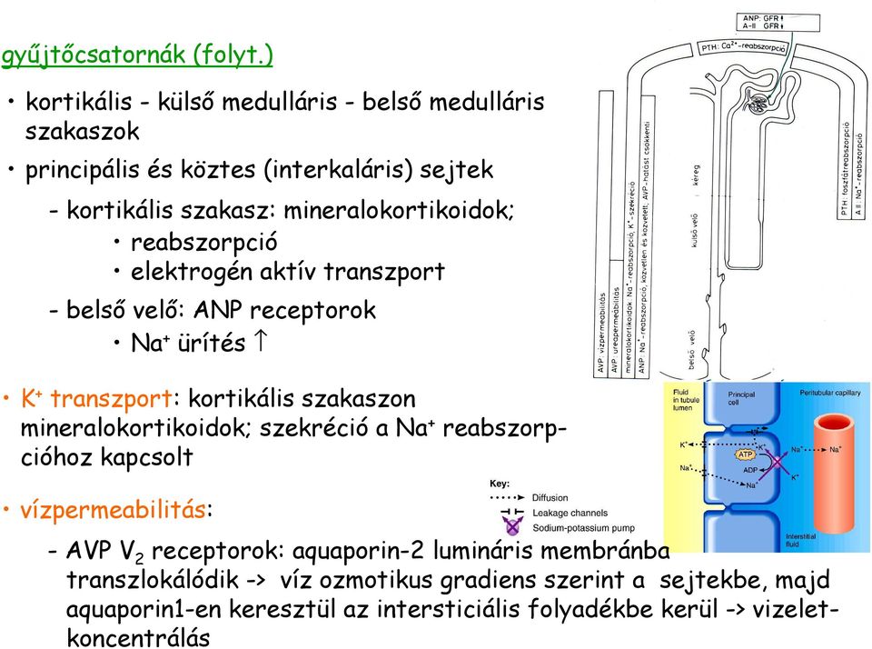mineralokortikoidok; reabszorpció elektrogén aktív transzport - belsı velı: ANP receptorok Na + ürítés K + transzport: kortikális szakaszon