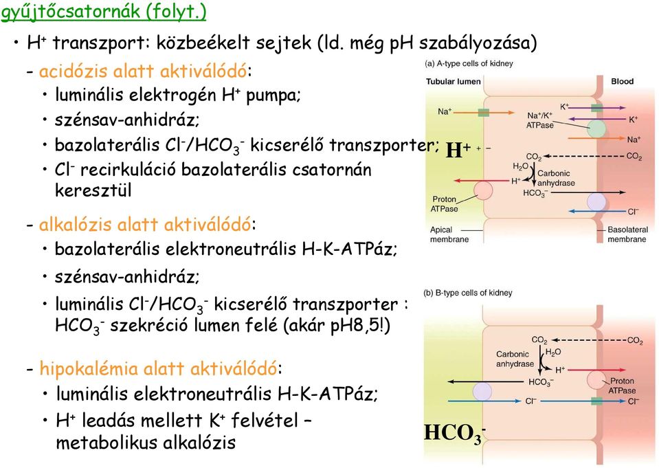 transzporter; Cl - recirkuláció bazolaterális csatornán keresztül - alkalózis alatt aktiválódó: bazolaterális elektroneutrális H-K-ATPáz;