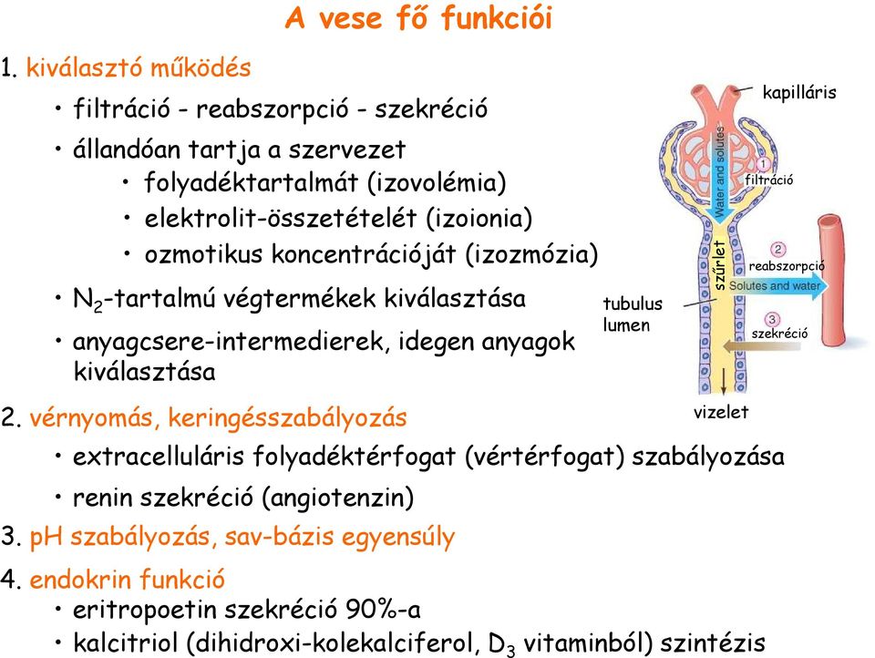 vérnyomás, keringésszabályozás tubulus lumen szőrlet vizelet kapilláris filtráció extracelluláris folyadéktérfogat (vértérfogat) szabályozása renin szekréció