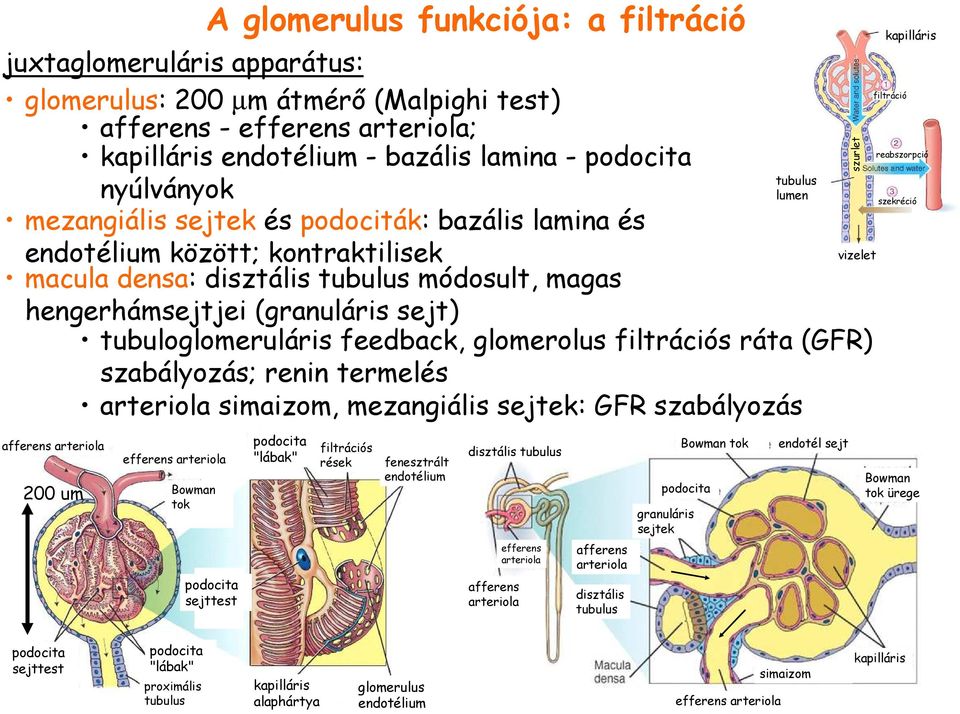 tubuloglomeruláris feedback, glomerolus filtrációs ráta (GFR) szabályozás; renin termelés arteriola simaizom, mezangiális sejtek: GFR szabályozás afferens arteriola 200 um efferens arteriola Bowman
