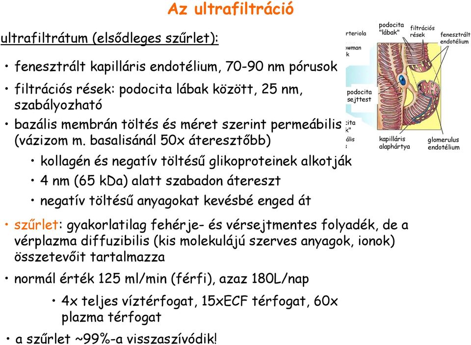 basalisánál 50x áteresztıbb) kollagén és negatív töltéső glikoproteinek alkotják 4 nm (65 kda) alatt szabadon átereszt negatív töltéső anyagokat kevésbé enged át szőrlet: gyakorlatilag fehérje- és