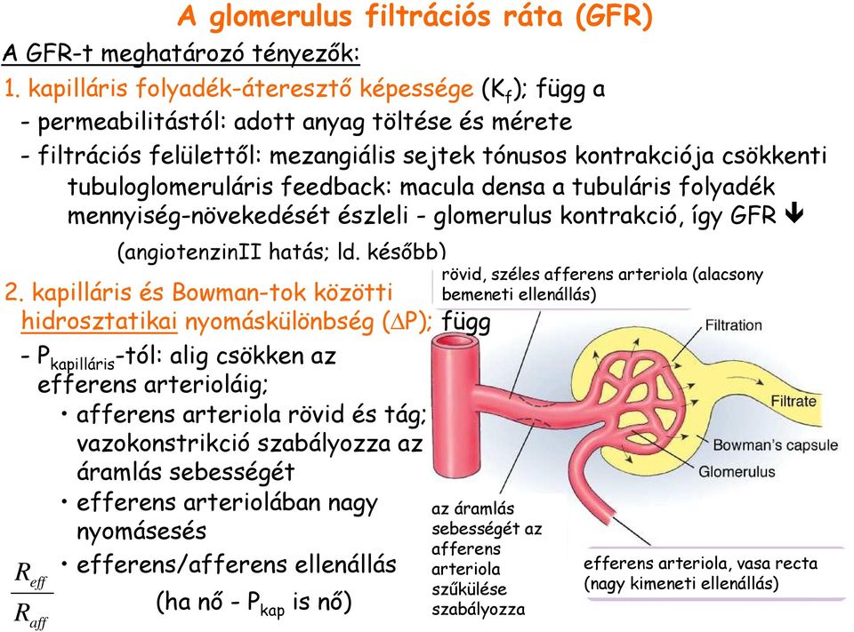 tényezık: (angiotenzinii hatás; ld. késıbb) 2.