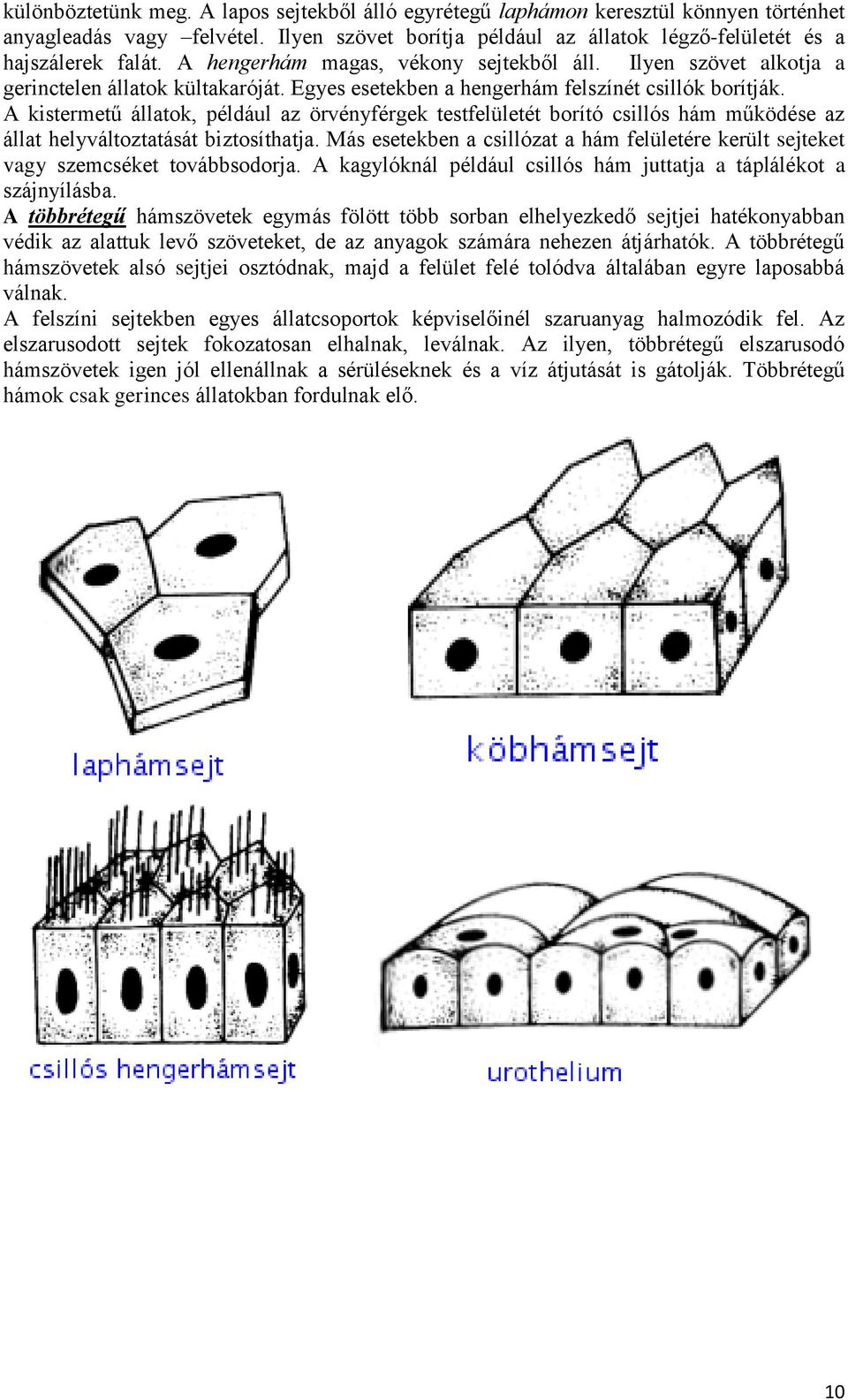 A kistermetű állatok, például az örvényférgek testfelületét borító csillós hám működése az állat helyváltoztatását biztosíthatja.