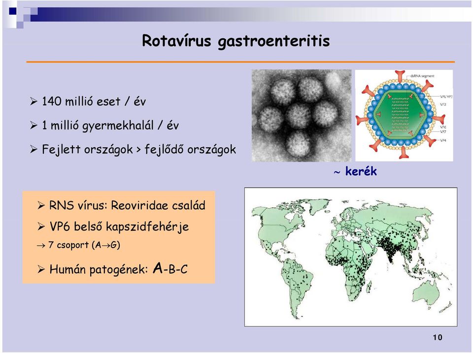 országok kerék RNS vírus: Reoviridae család VP6