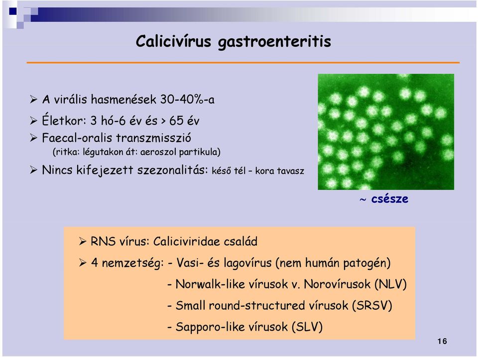tavasz csésze RNS vírus: Caliciviridae család 4 nemzetség: - Vasi- és lagovírus (nem humán patogén) -