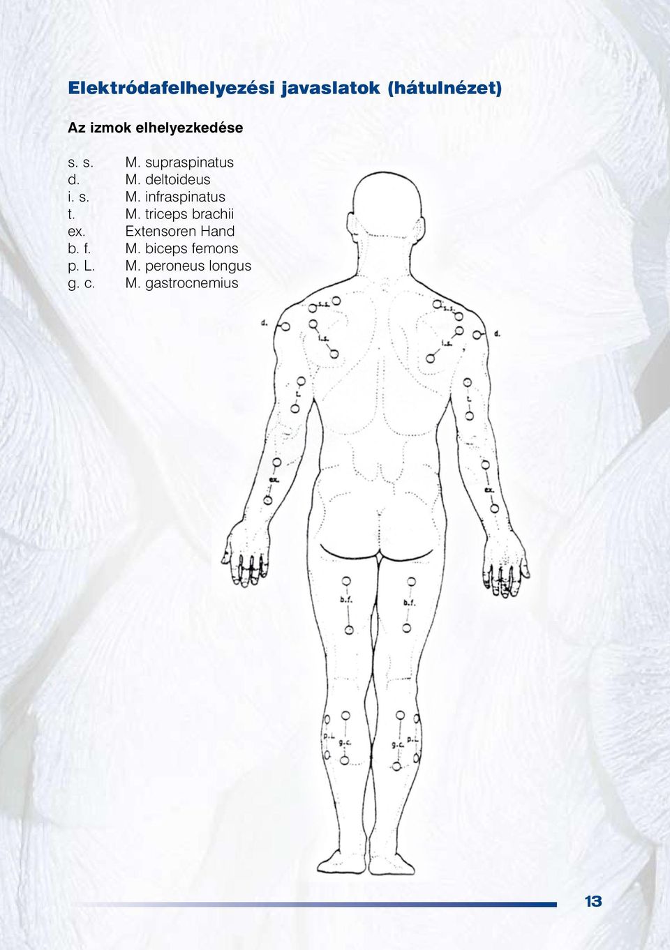 M. triceps brachii ex. Extensoren Hand b. f. M.