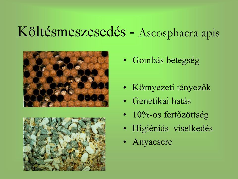 tényezők Genetikai hatás 10%-os