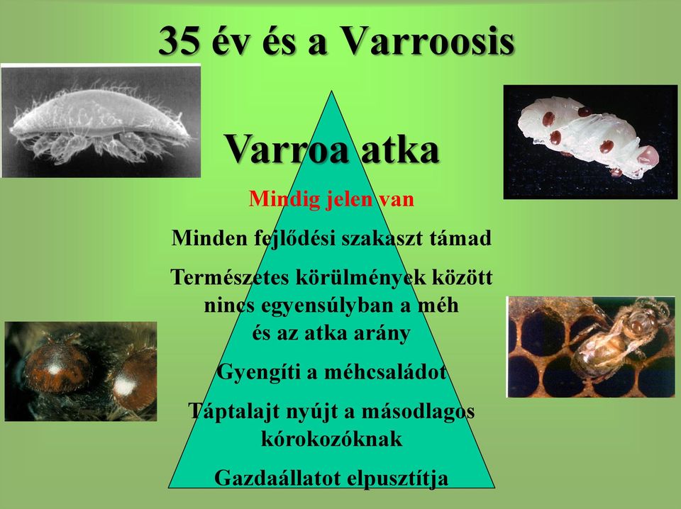nincs egyensúlyban a méh és az atka arány Gyengíti a