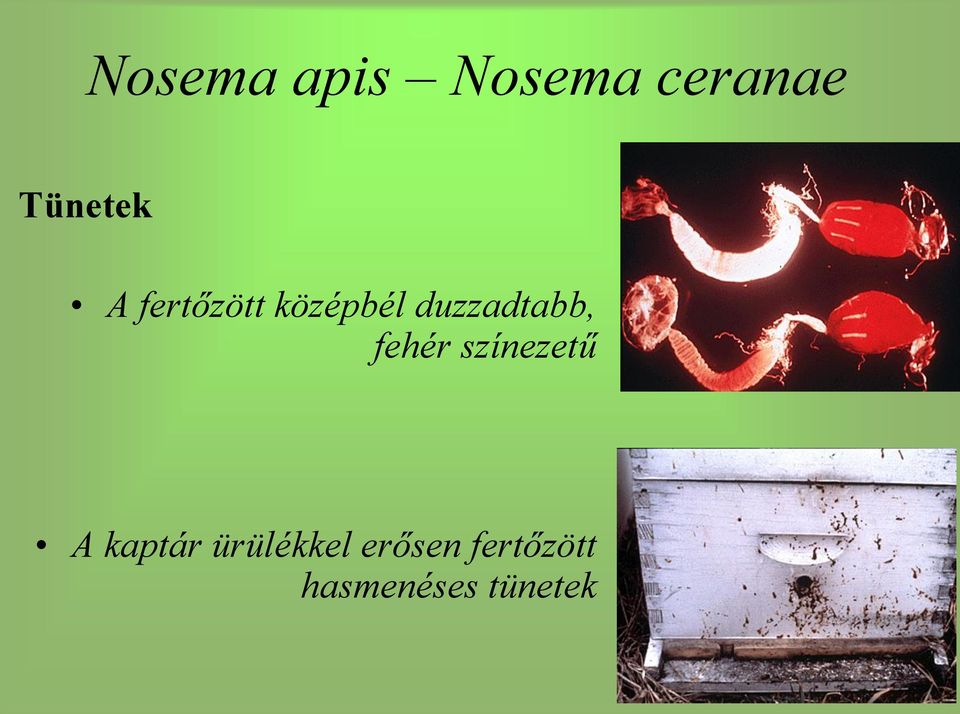 fehér színezetű A kaptár ürülékkel