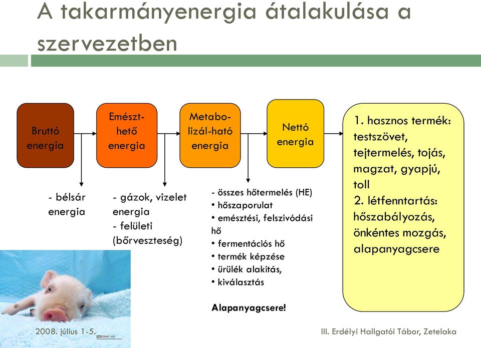 emésztési, felszívódási hő fermentációs hő termék képzése ürülék alakítás, kiválasztás Alapanyagcsere! 1.